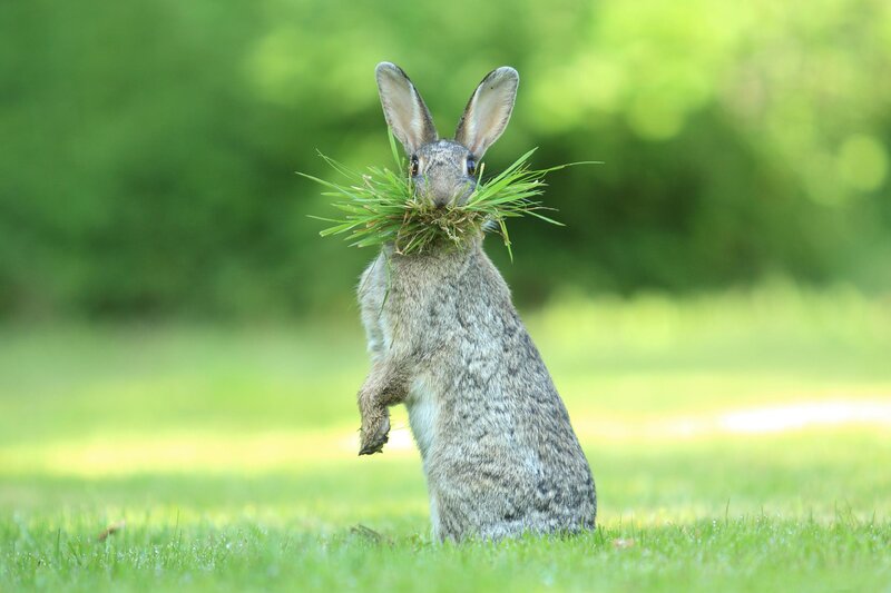 Rabbit Holding Grass — Green