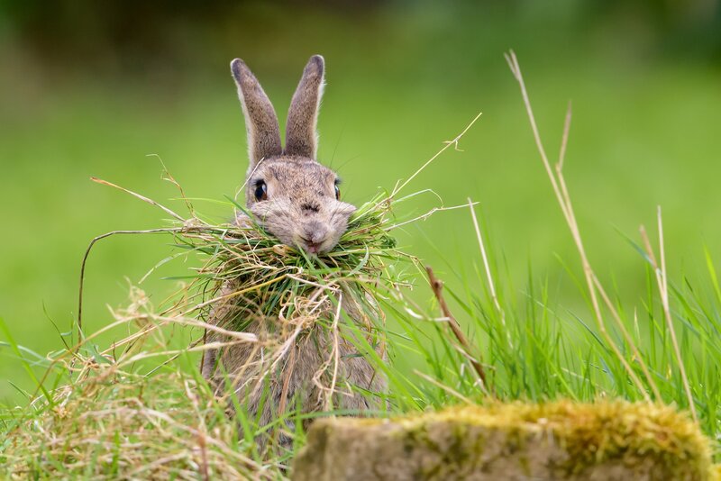 Rabbit Holding Grass