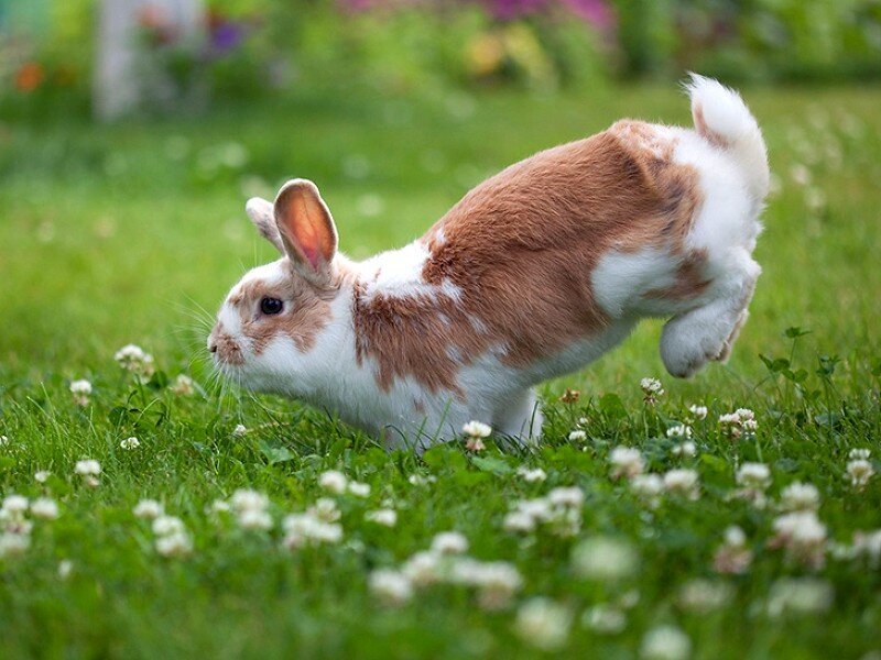 rabbit hopping in a field