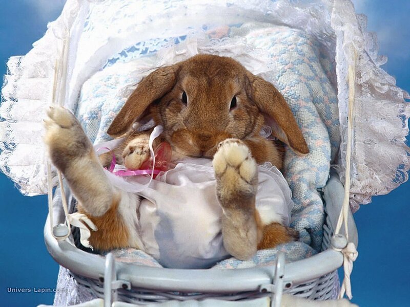 Rabbit in a baby carriage