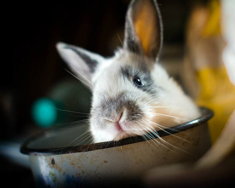 Rabbit in a Bowl