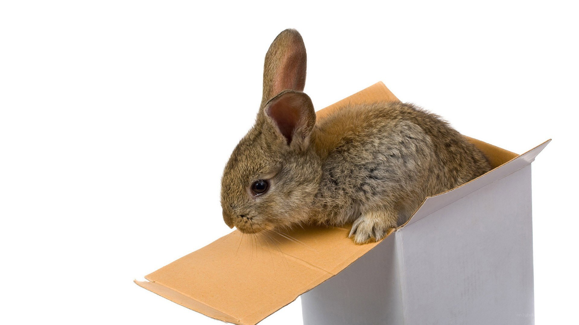 rabbit in a cardboard box