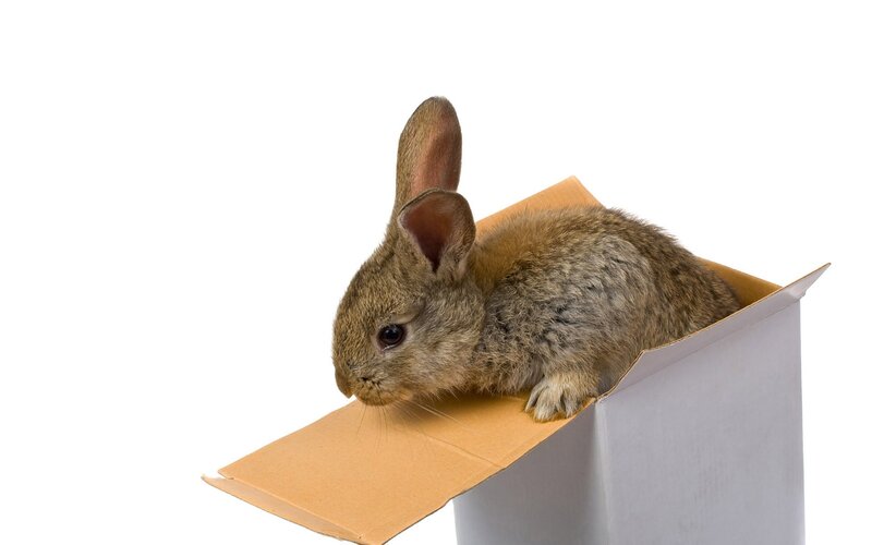 rabbit in a cardboard box