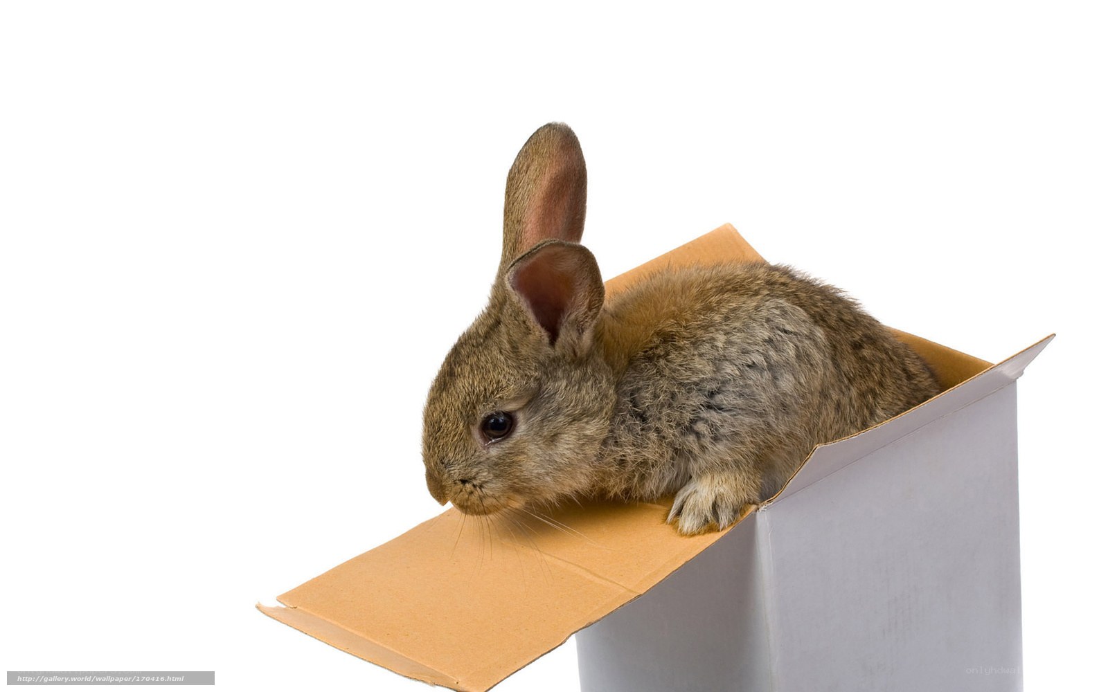 rabbit in a cardboard box