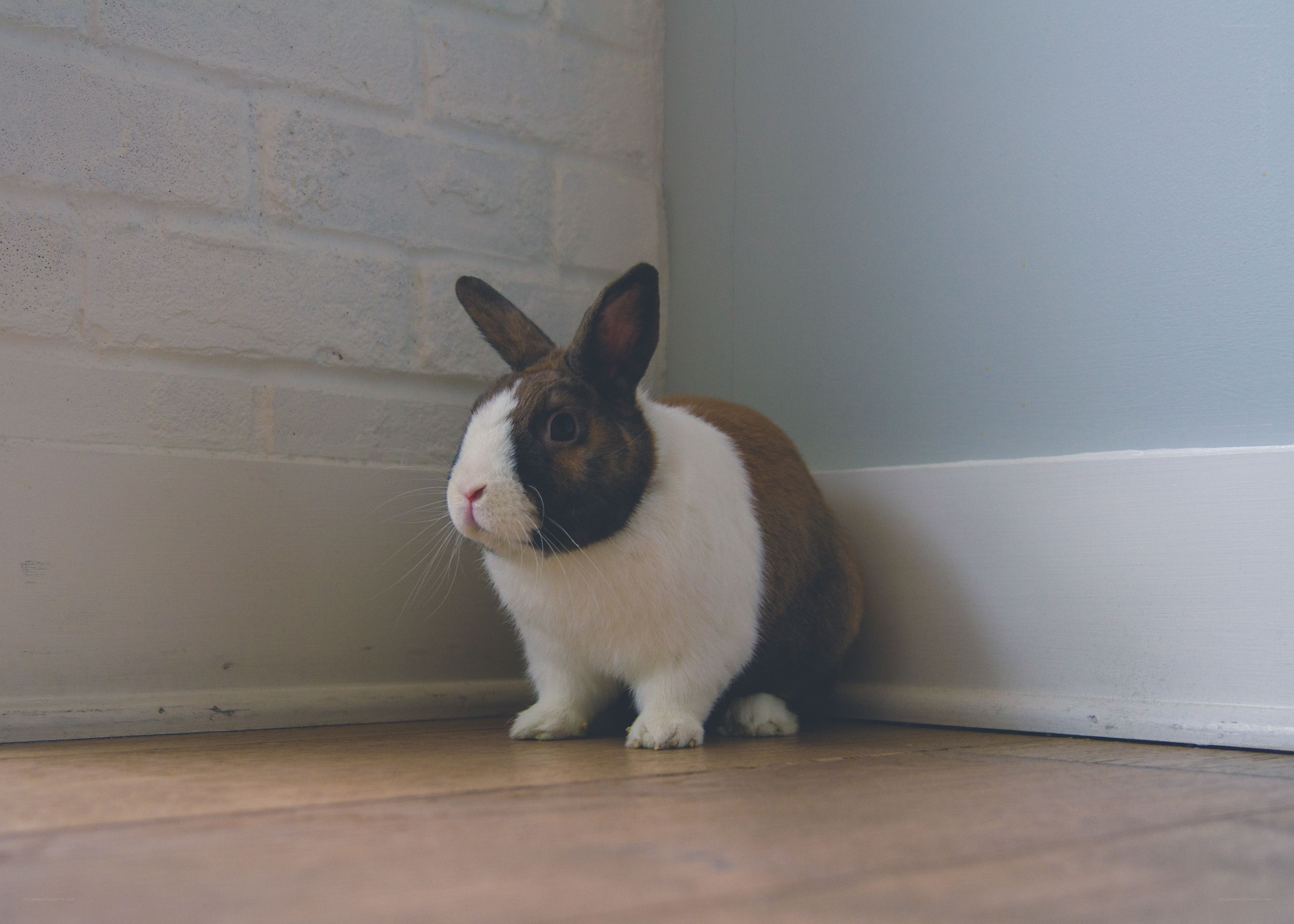 rabbit in a corner