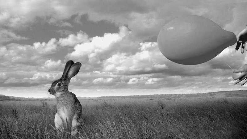 Rabbit in a Field — Black