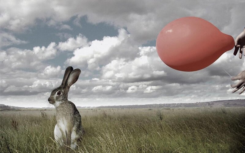 Rabbit in a Field — Gray, Dramatic, Afternoon