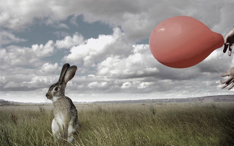 Rabbit in a Field — Gray
