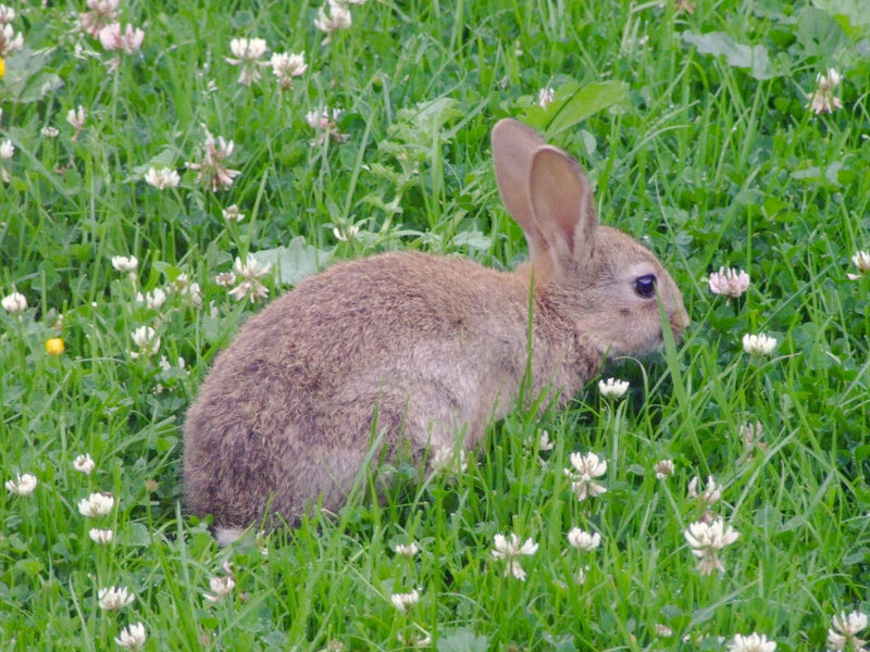 rabbit in a field of clover