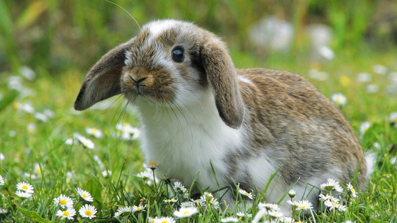 rabbit in a field of daisies