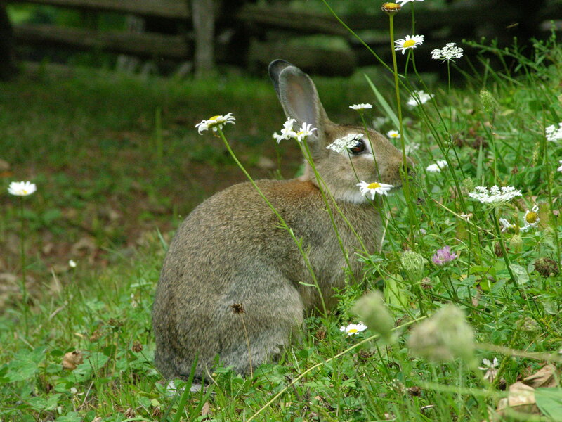 rabbit in a field of flowers