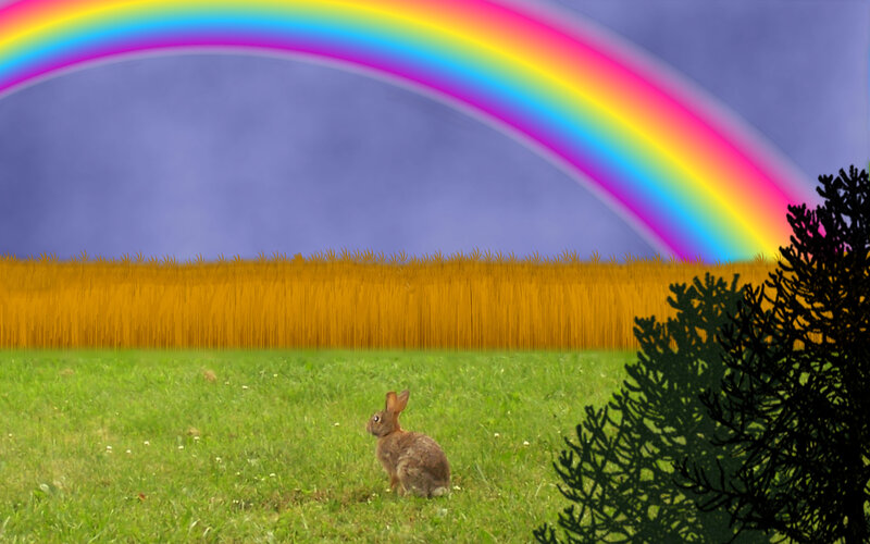 Rabbit in a Field