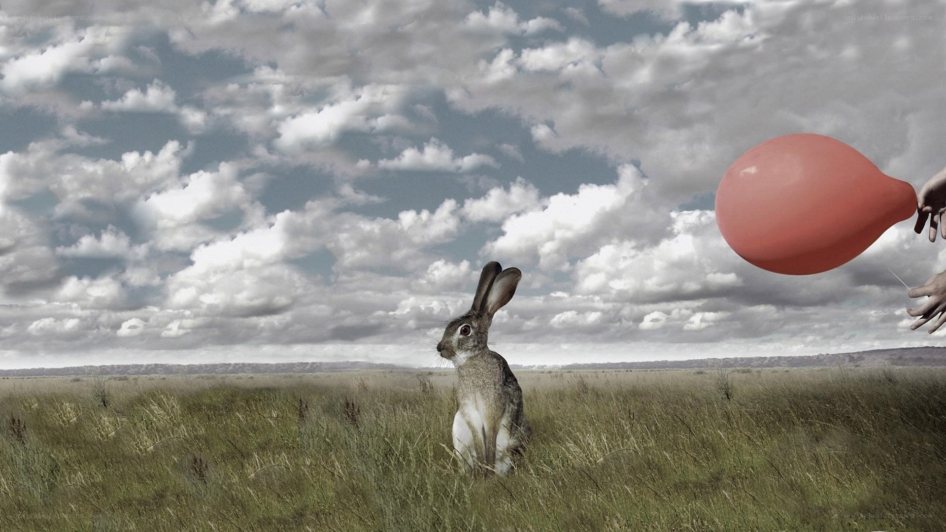 rabbit in a field with balloon