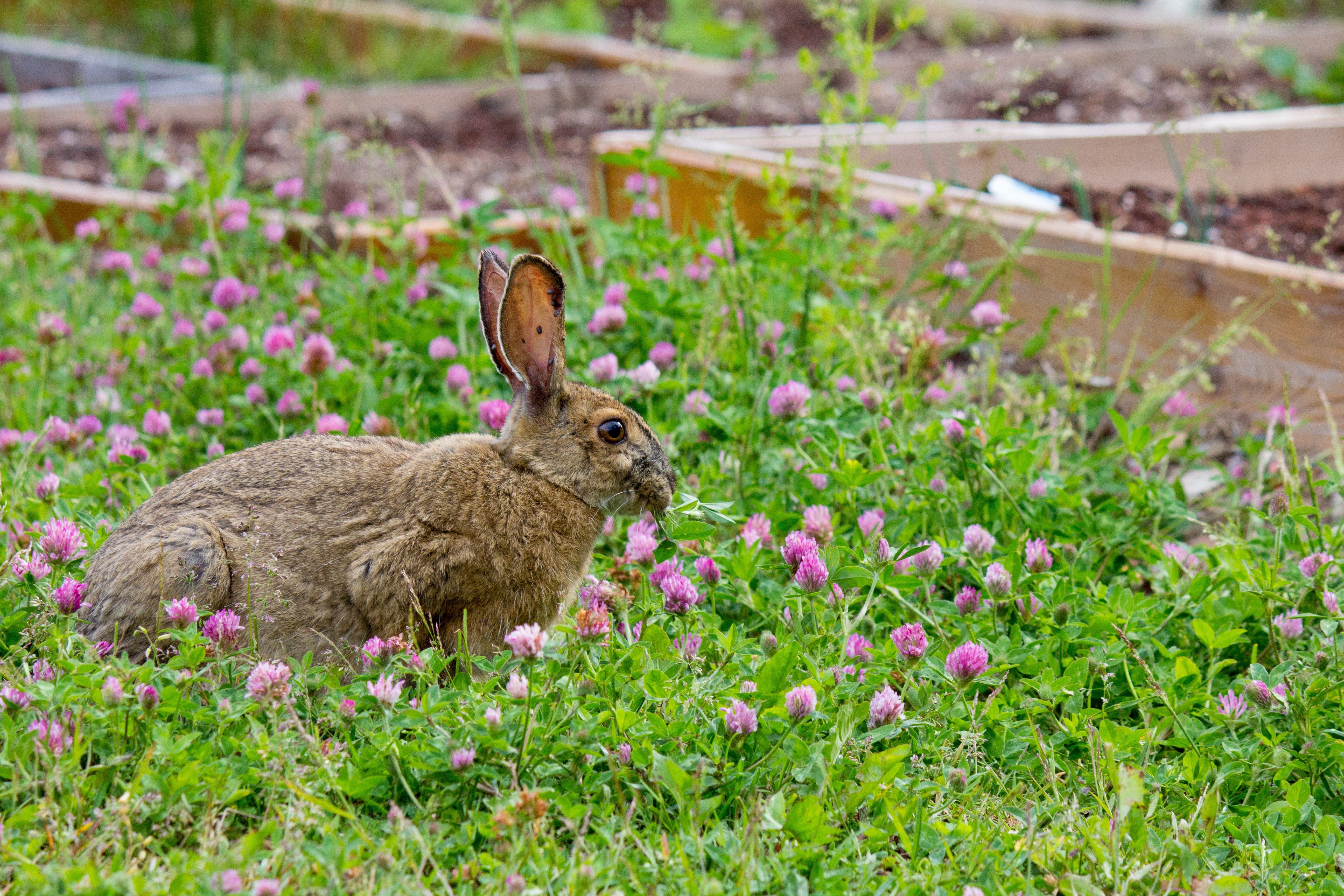 Rabbit in a flower garden