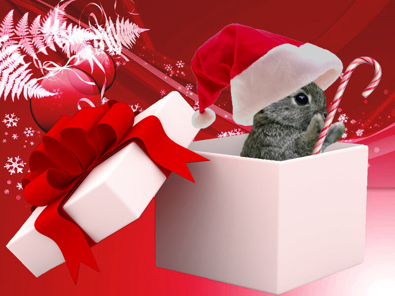 Rabbit in a Gift Box — Red