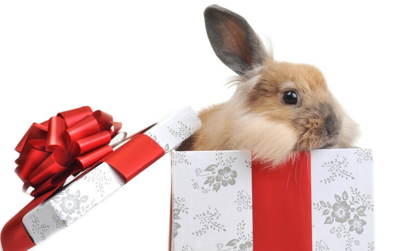 rabbit in a gift box