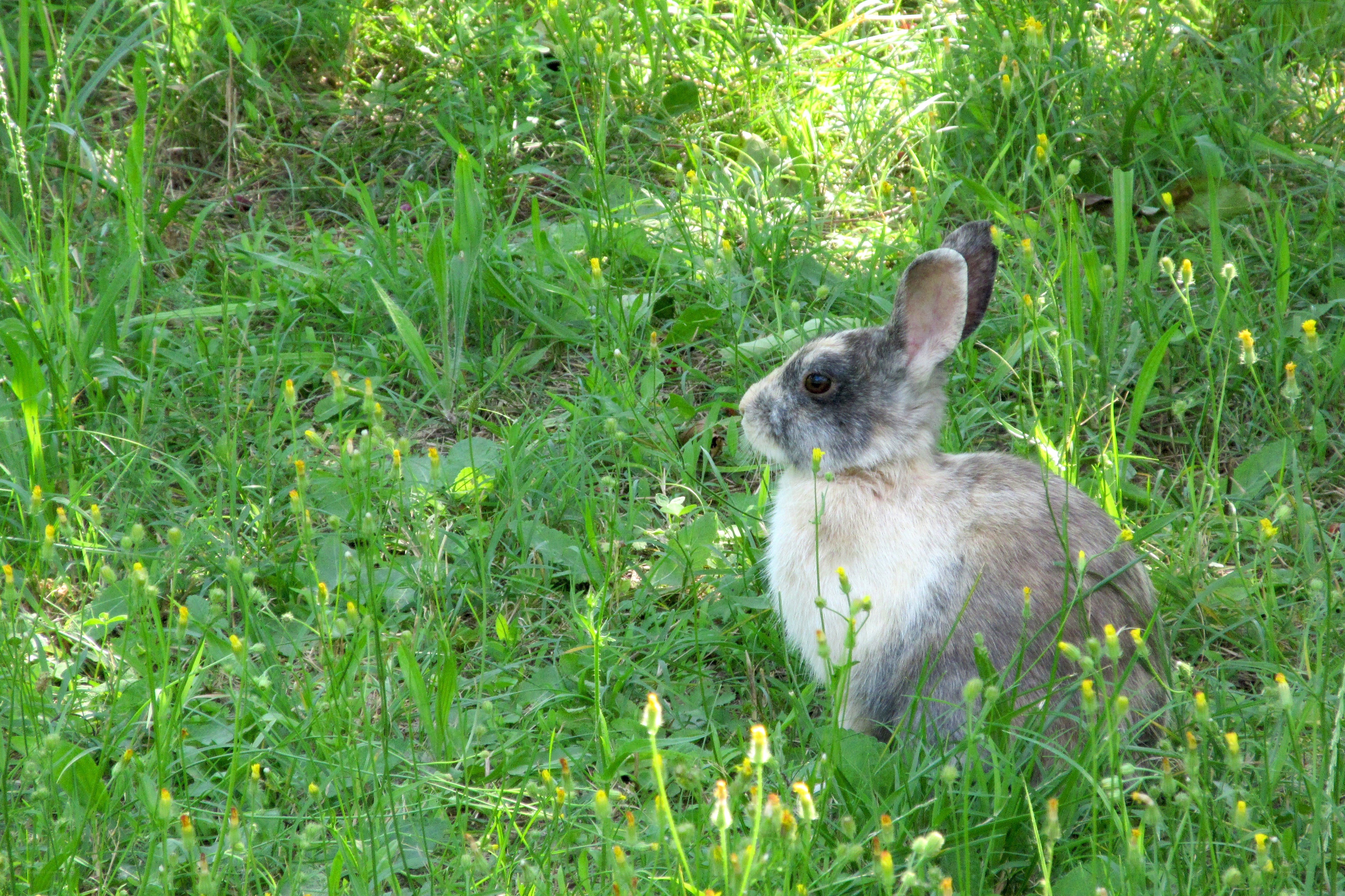 rabbit in a grassy field