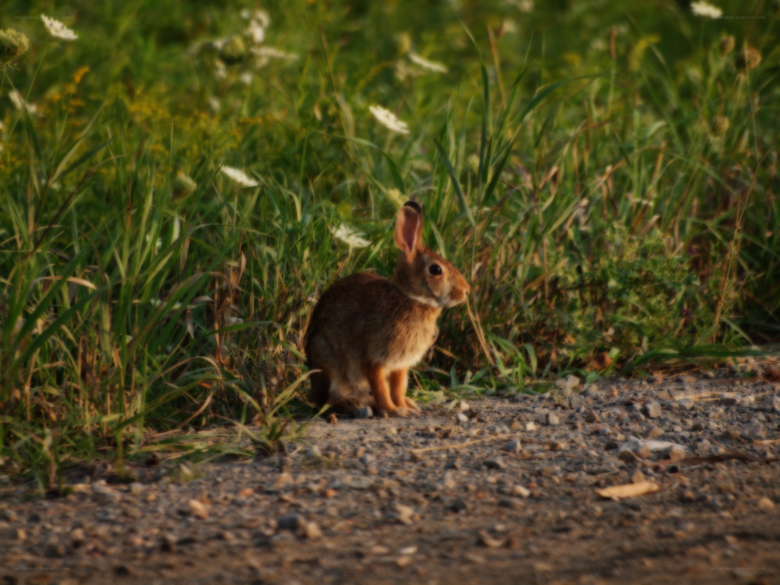 rabbit in a grassy field