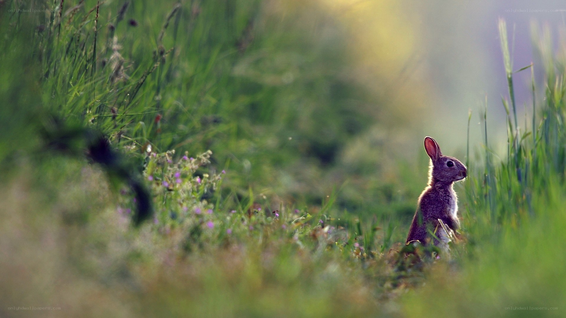 rabbit in a grassy field