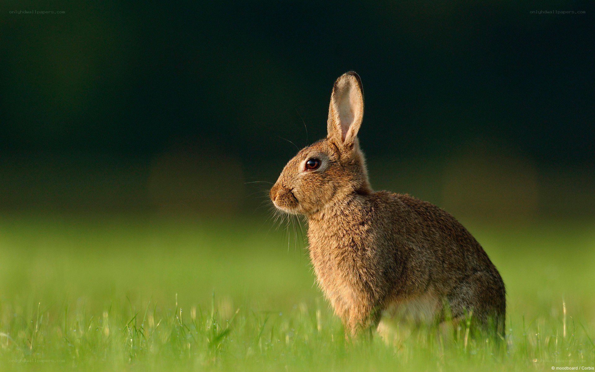 rabbit in a grassy field