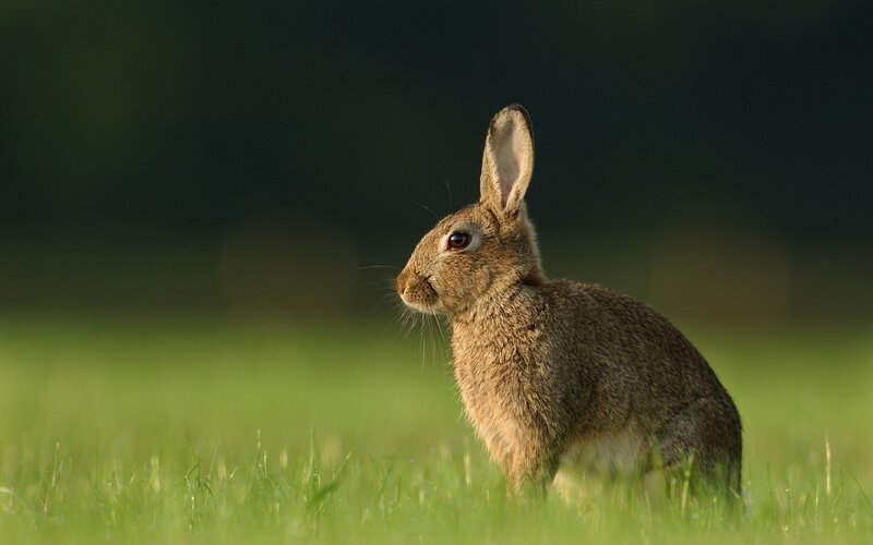 rabbit in a grassy field