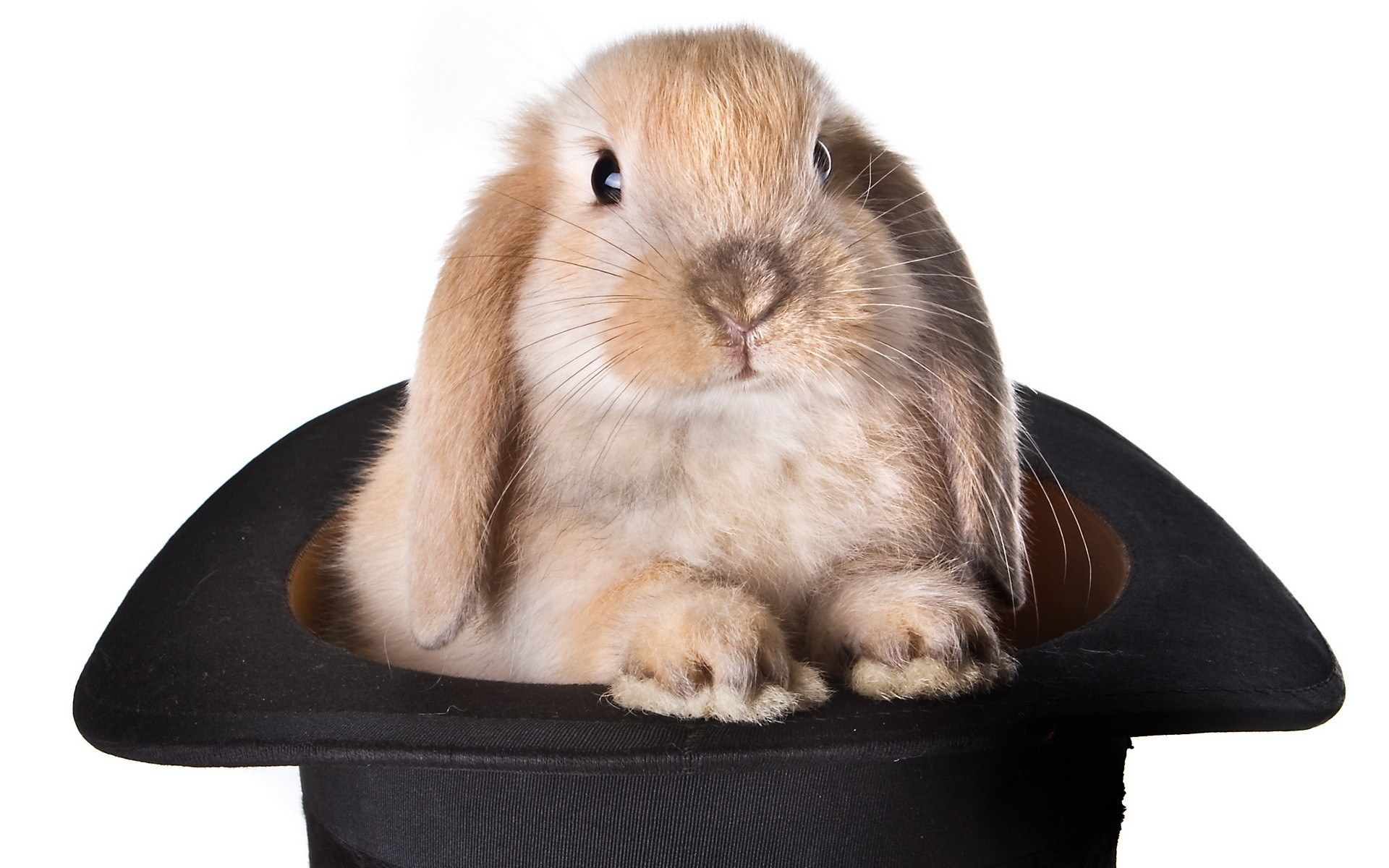 rabbit in a top hat
