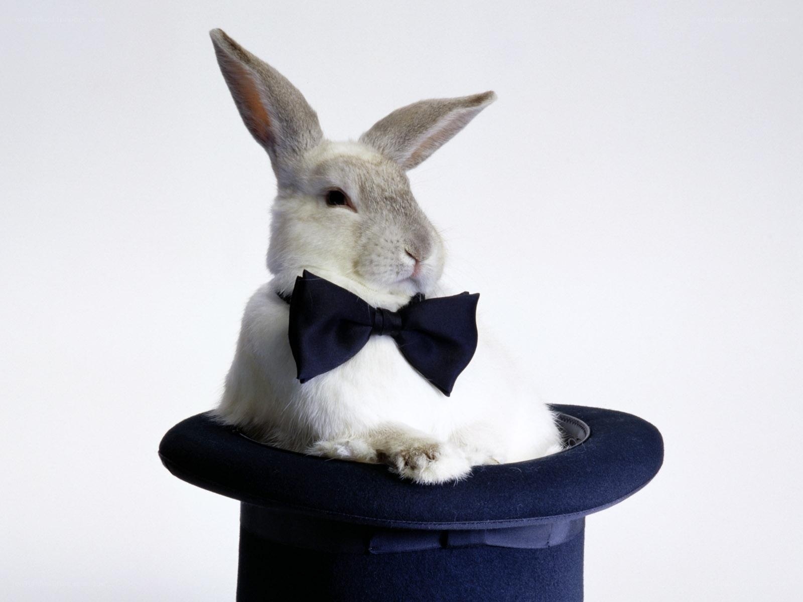 rabbit in a top hat