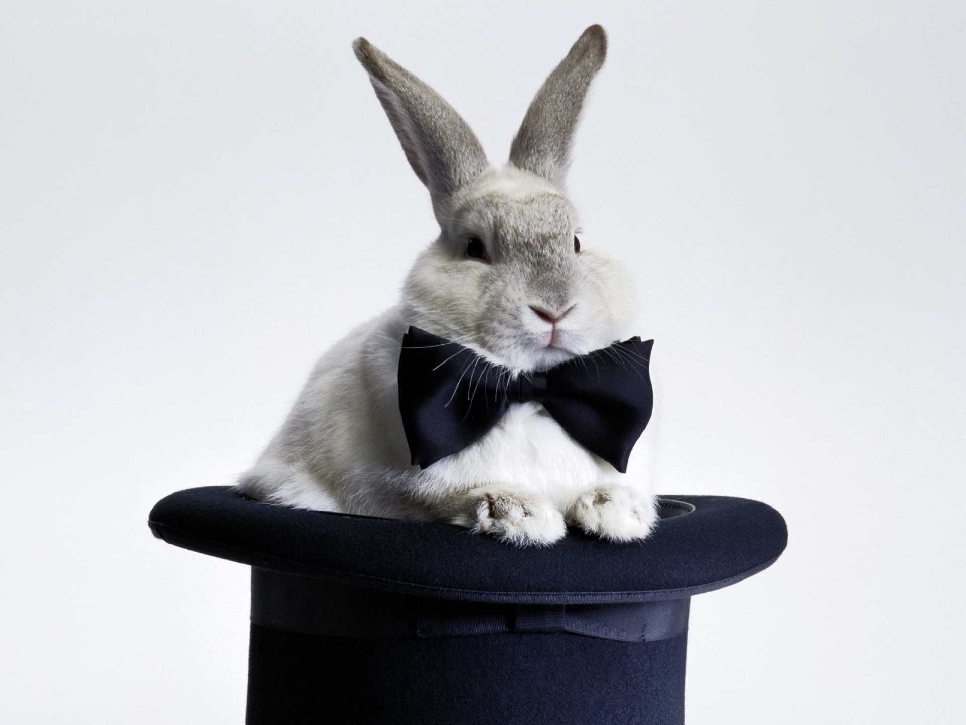 rabbit in a top hat
