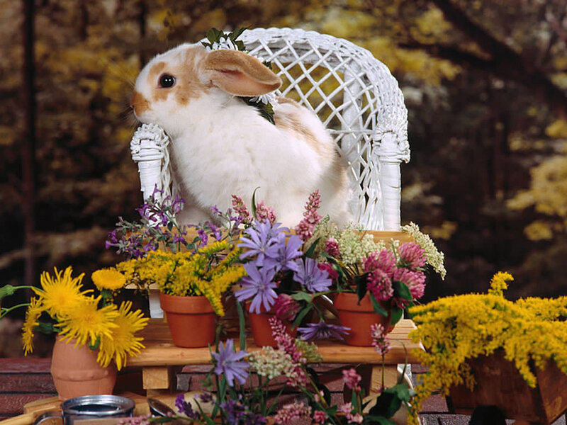rabbit in a wicker chair