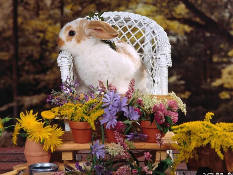 rabbit in a wicker chair