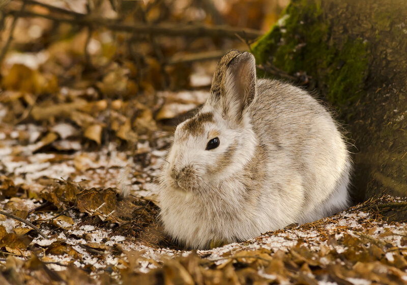 rabbit in autumn forest