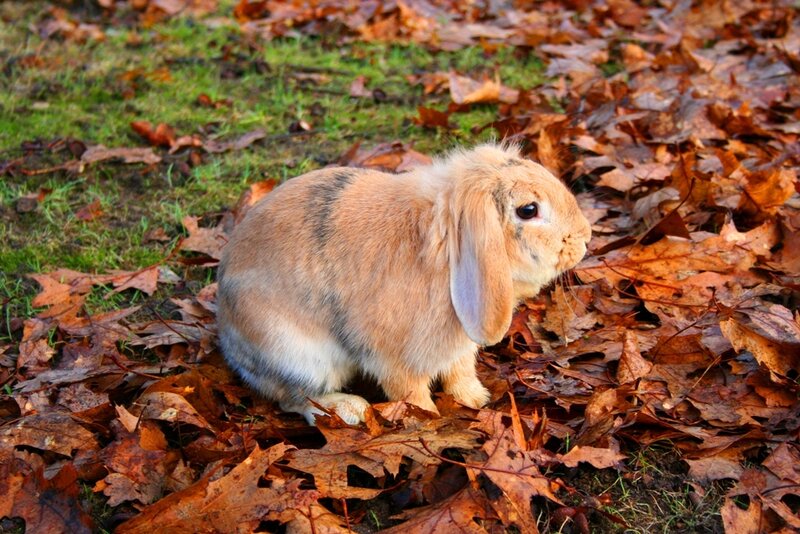 rabbit in autumn leaves