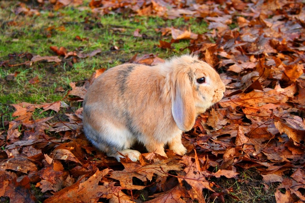 rabbit in autumn leaves