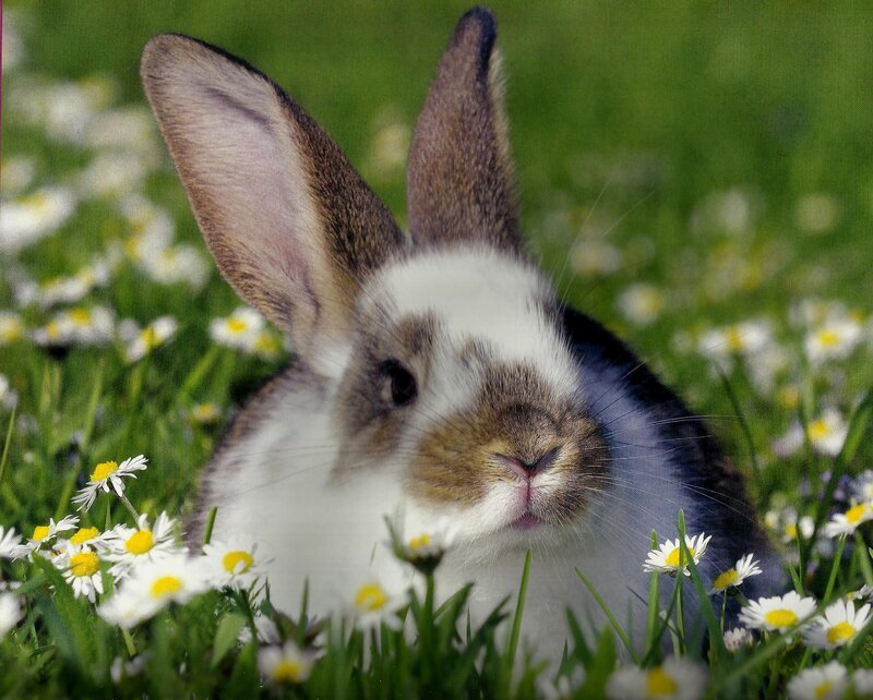 Rabbit in Daisies