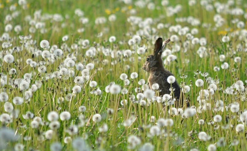 Rabbit in Dandelion Field — Green