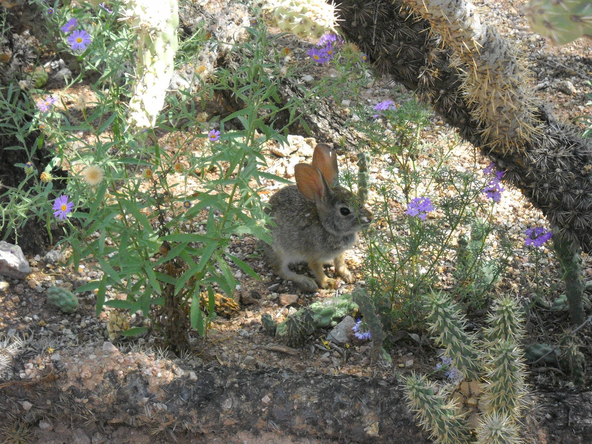 rabbit in desert garden