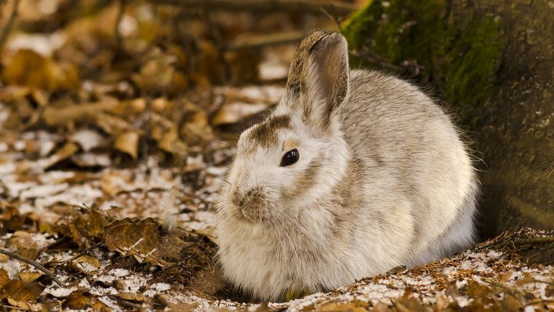 Rabbit in Forest — Brown, Calm, Autumn