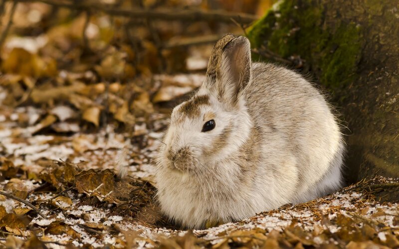 Rabbit in Forest — Brown, Calm