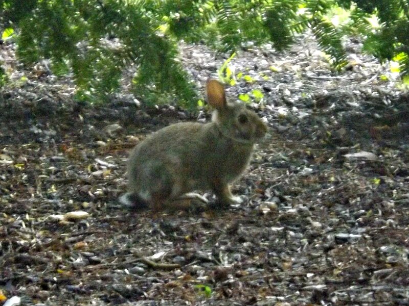 Rabbit in Forest — Brown