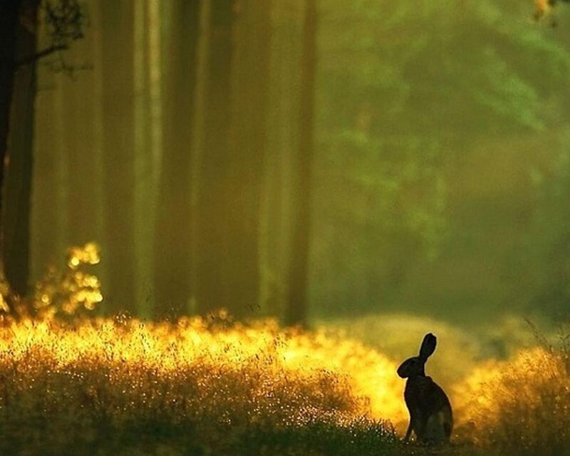Rabbit in Forest — Green