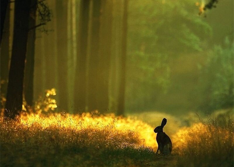 Rabbit in Forest