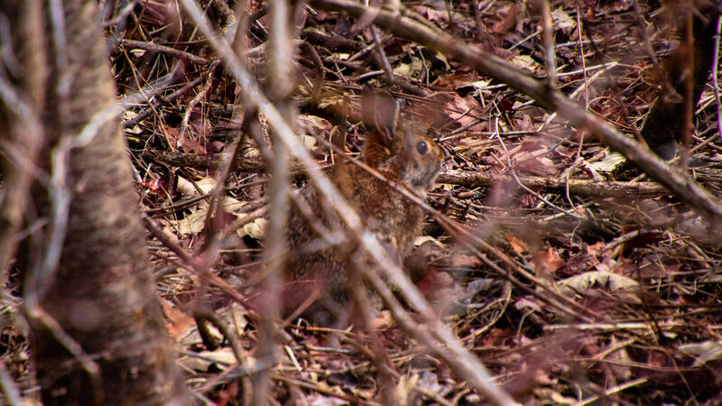 Rabbit in Forest Underbrush