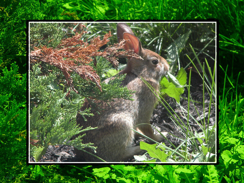 Rabbit in Garden — Green