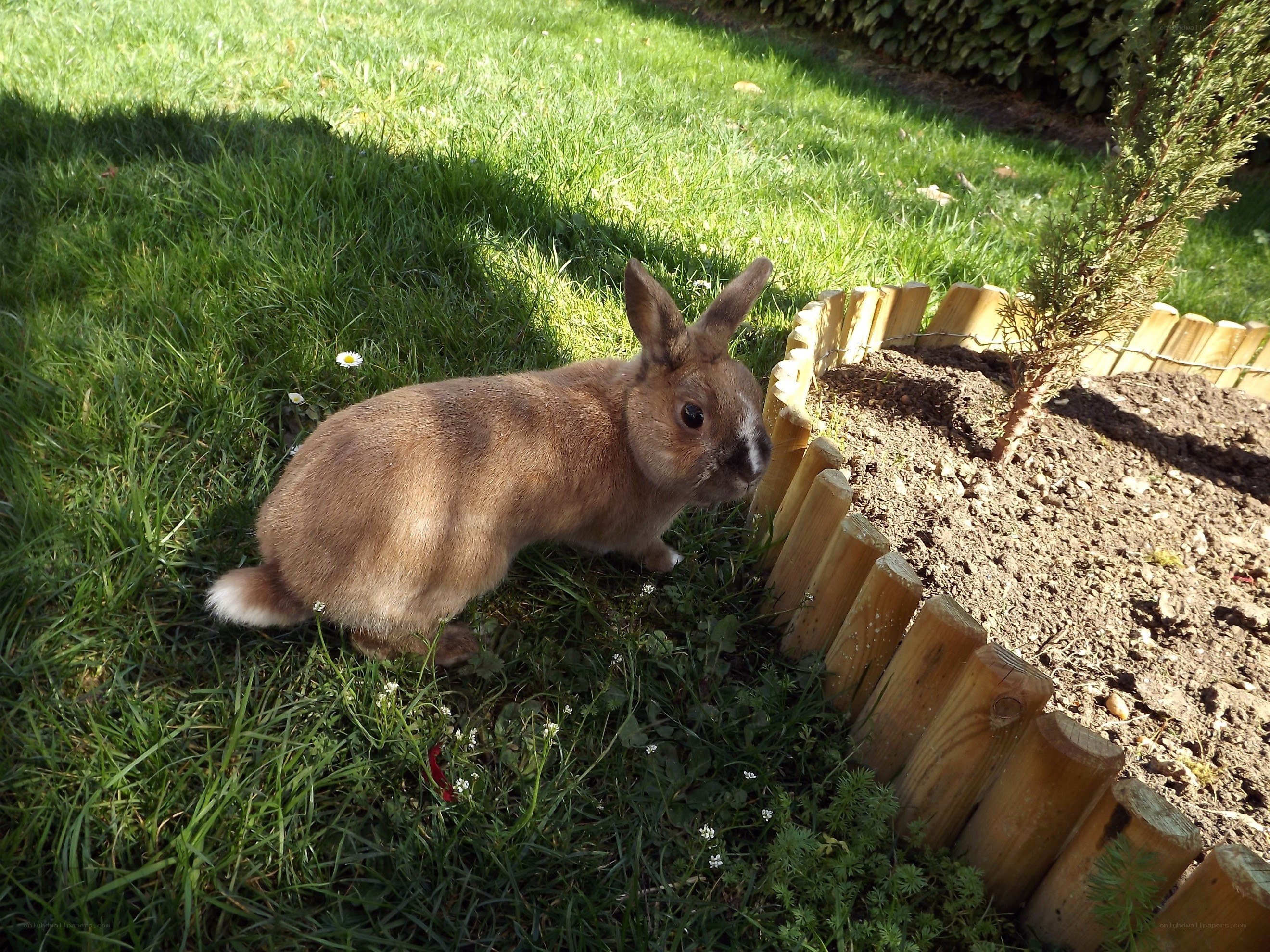 rabbit in garden