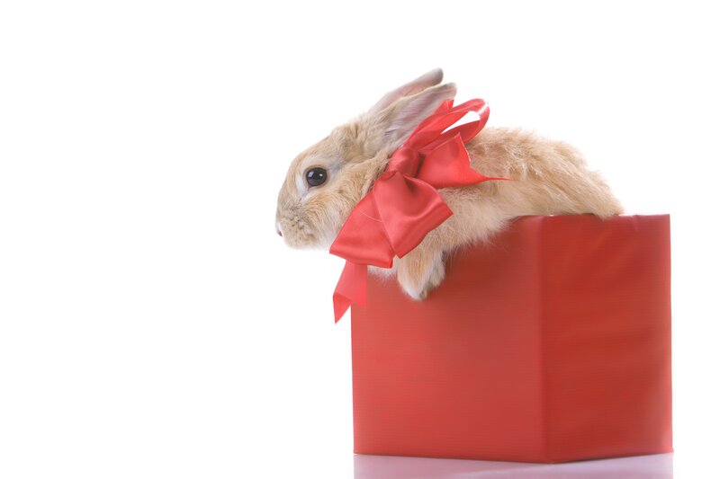 Rabbit in Gift Box — Red