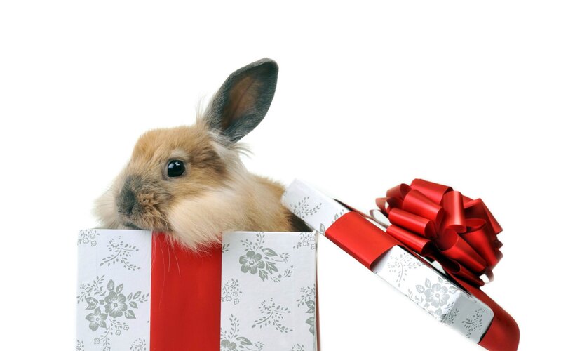 Rabbit in Gift Box