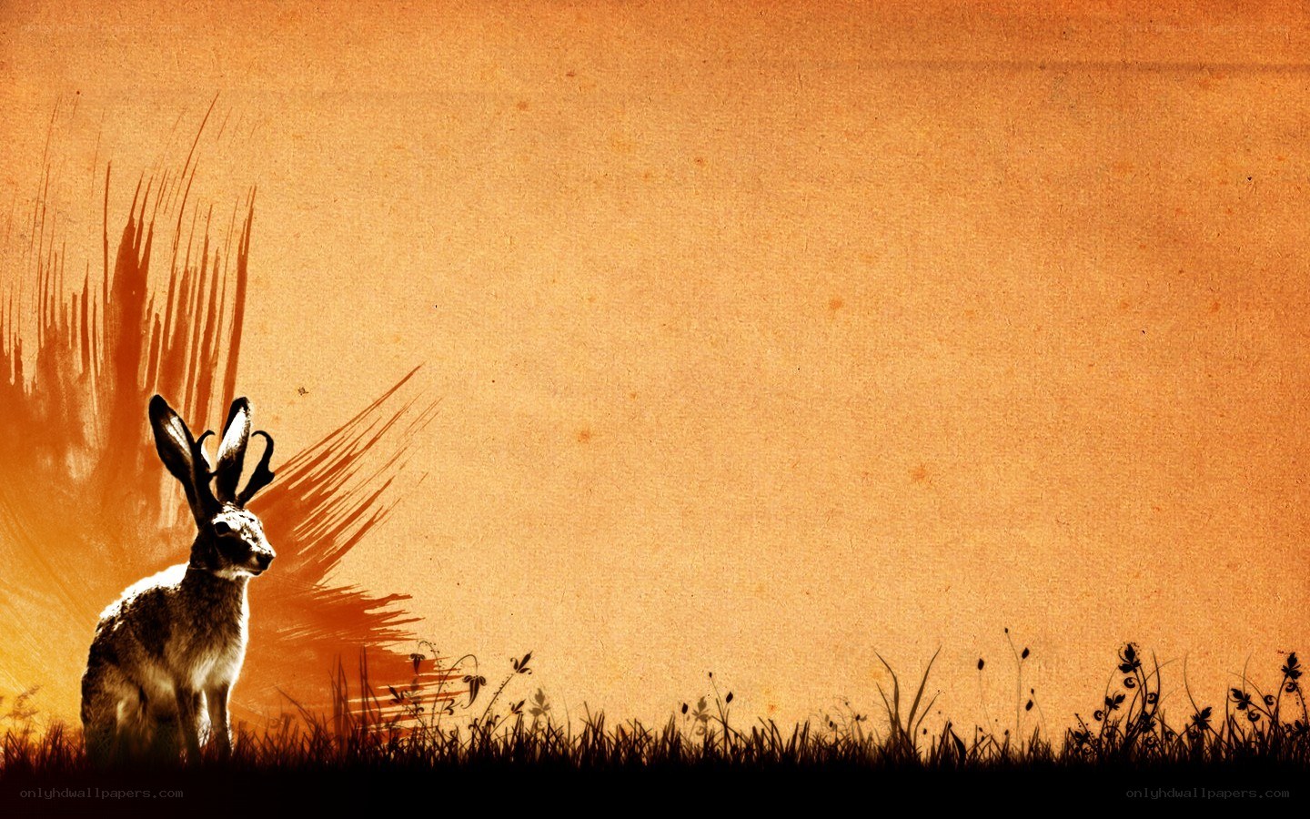 rabbit in golden field