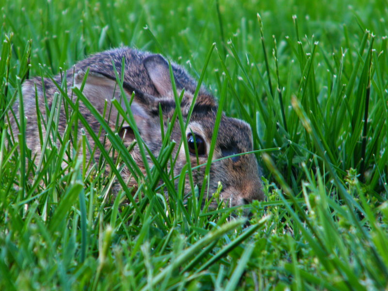 Rabbit in Grass — Calm