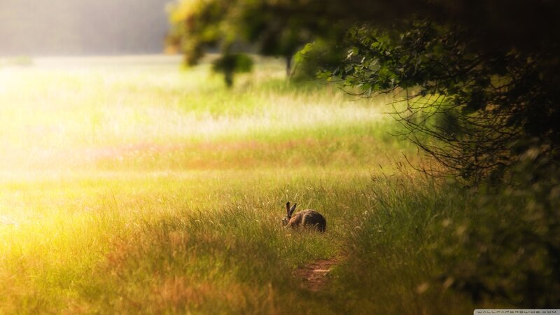 Rabbit in Grass Field