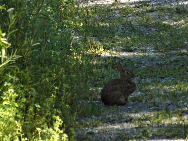 Rabbit in Grass — Green, Calm, Afternoon, Photograph
